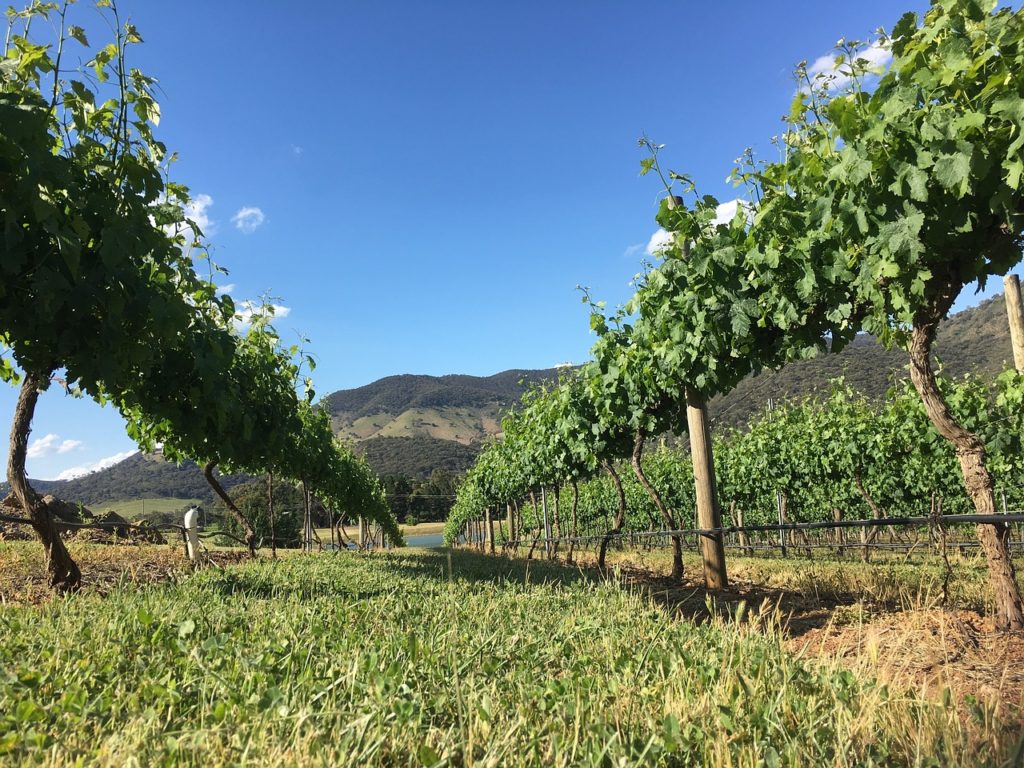 vigne australie