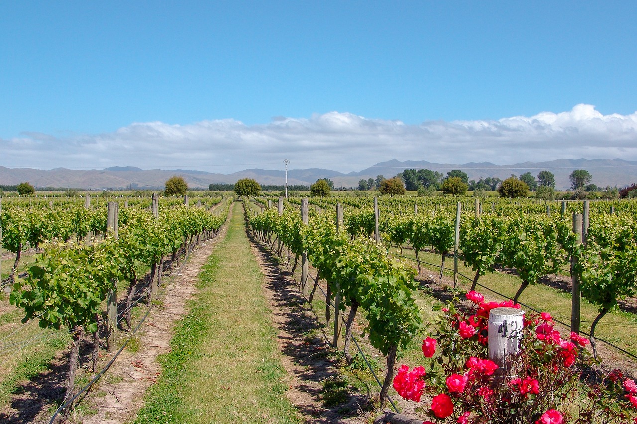 vignoble australie