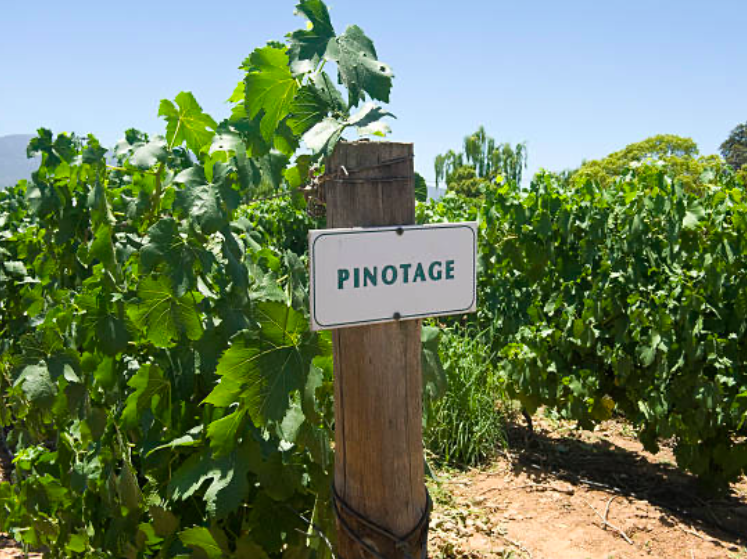pinotage
