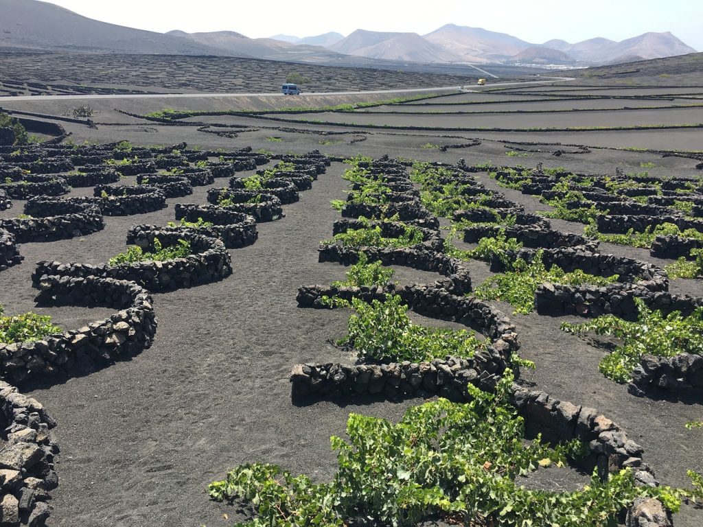 vignoble îles canaries