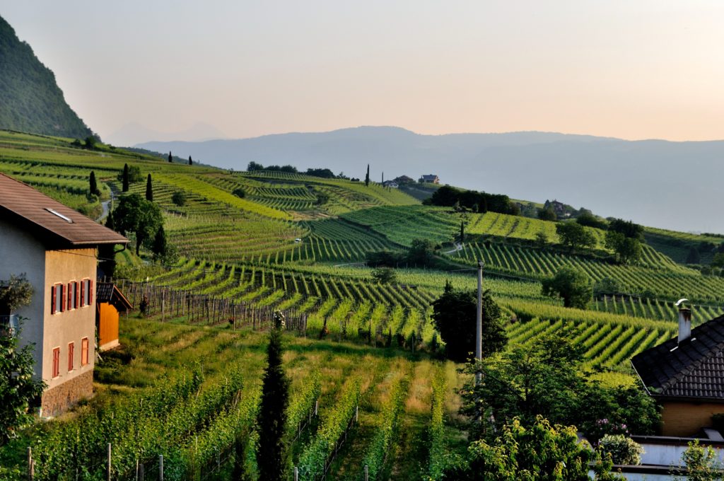 vignoble italie