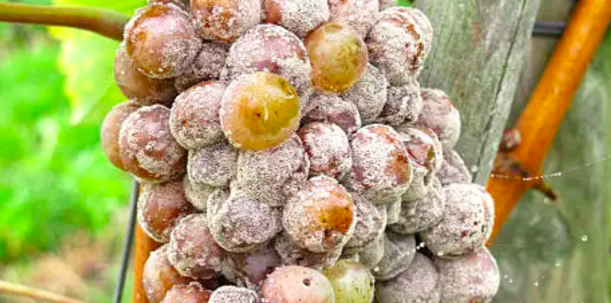 Raisins botrytisés